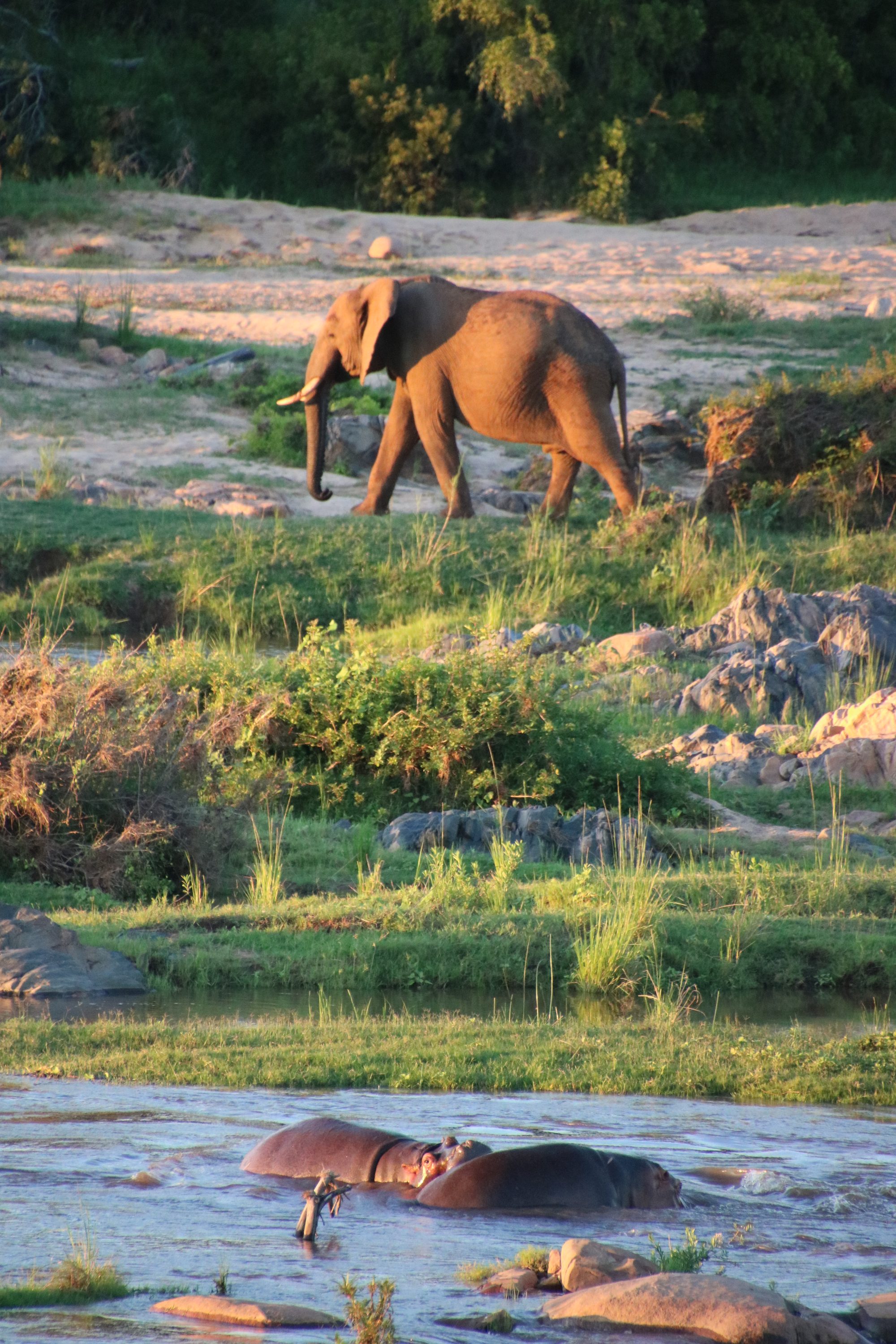 An elephant on the riverbank with hippos in the water below — wildlife photography at the lodge