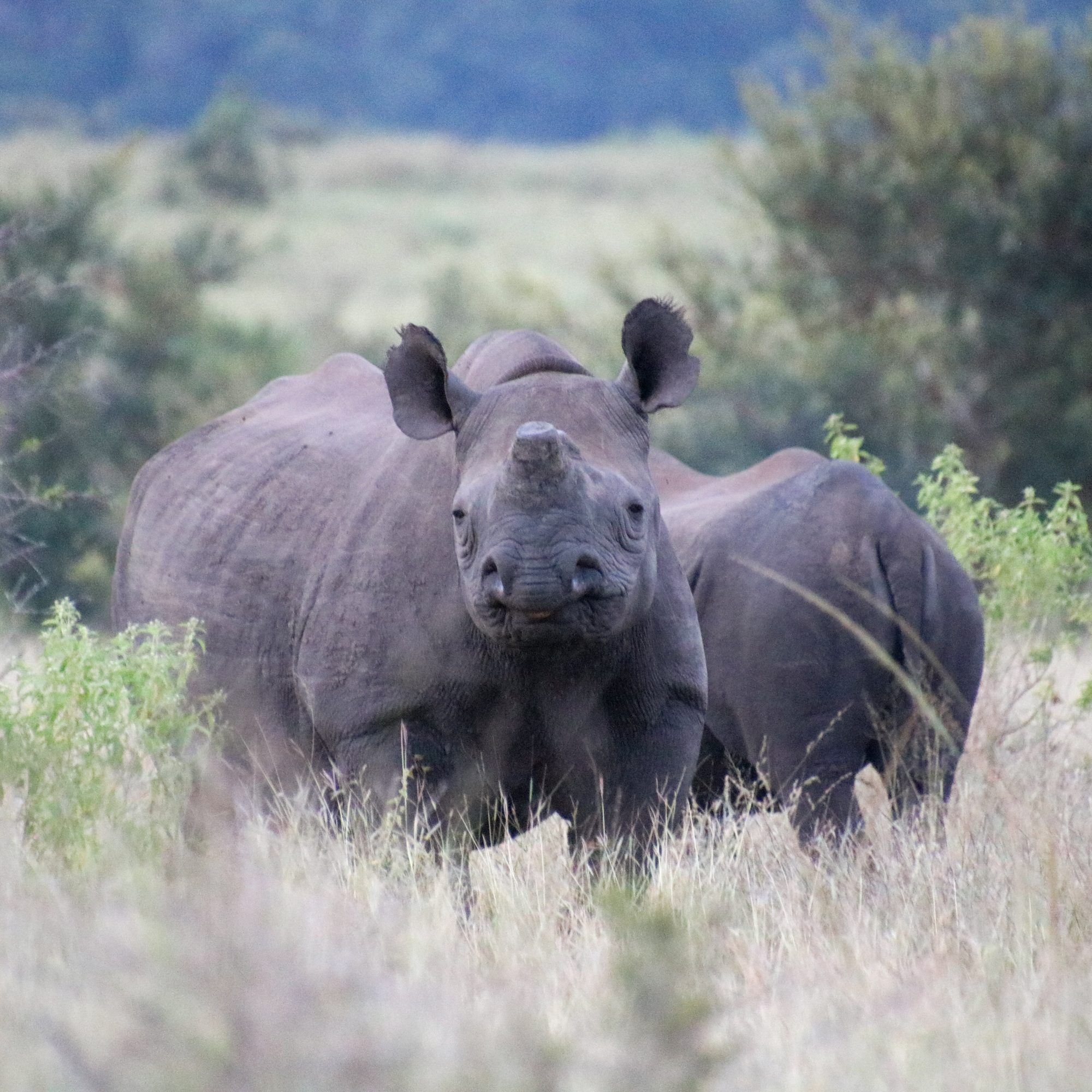Black rhino with calf