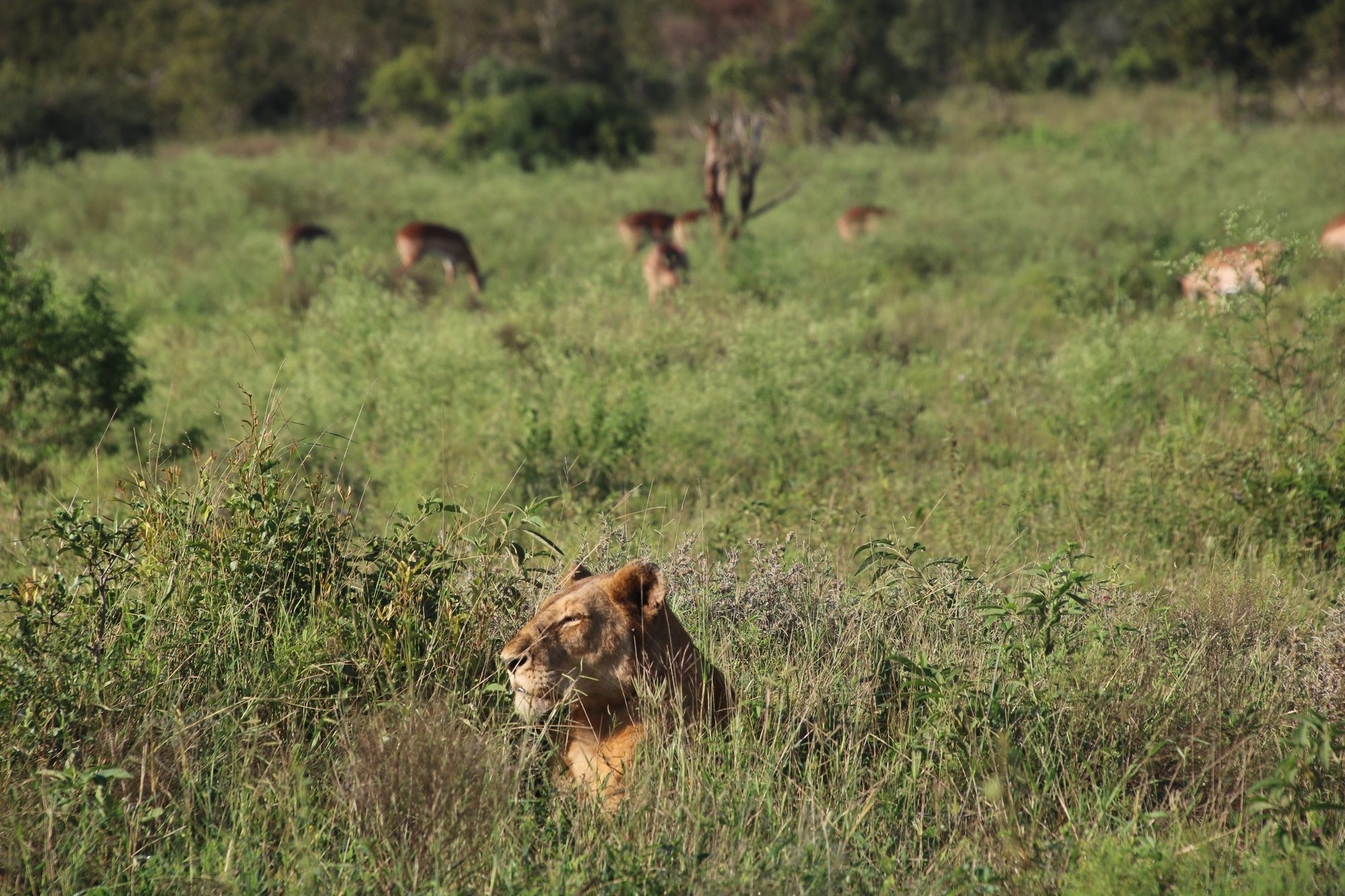 Lioness stalking impala through tall grass