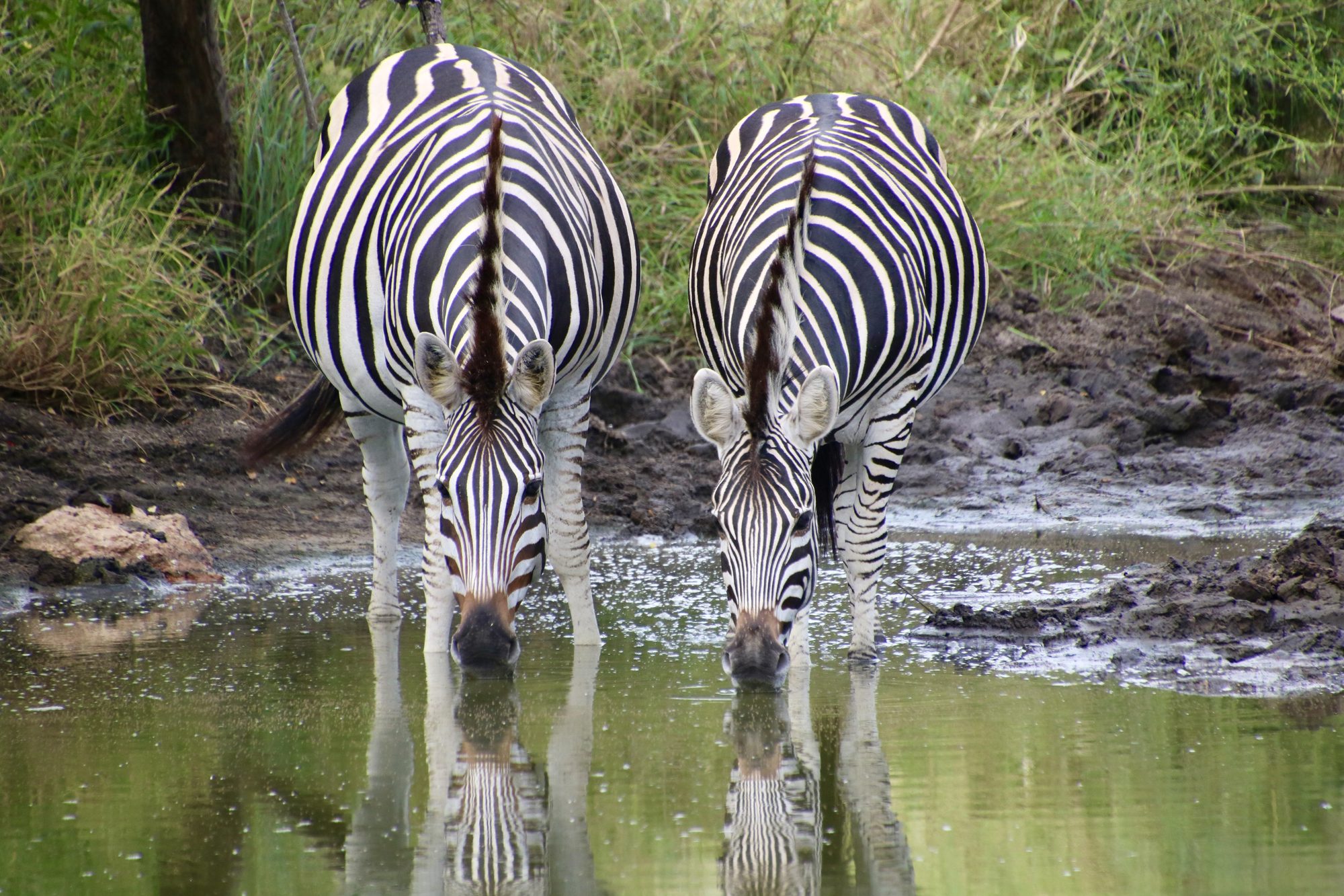 Zebras drinking at a waterhole